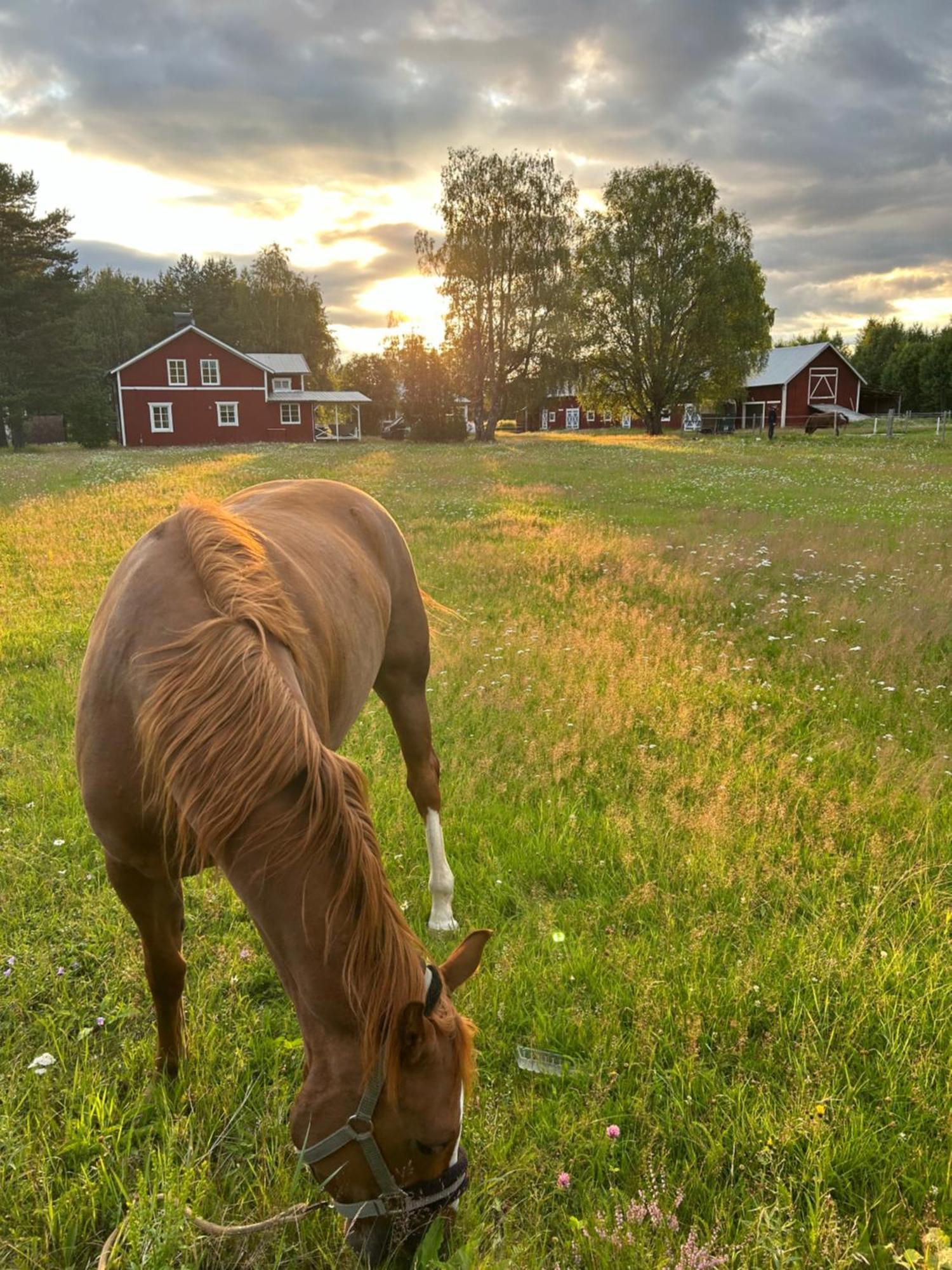 Hus I Ljuset Villa Näsåker Exterior foto